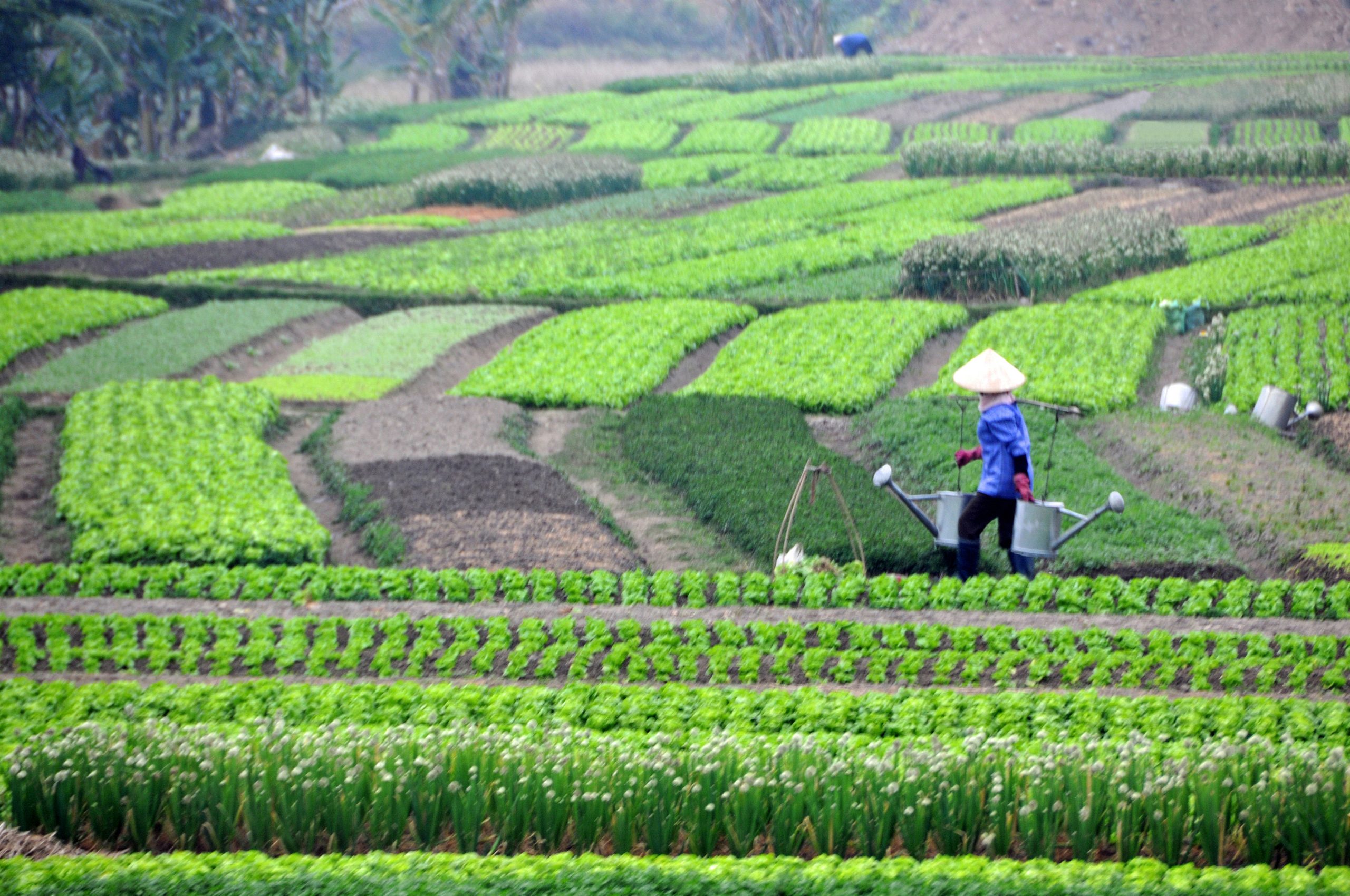 agriculture-farming-powerstaff-employment-agency